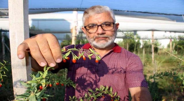 Sivasta ilk kez denedi, umutları büyüktü ama kuşları hesap edemedi
