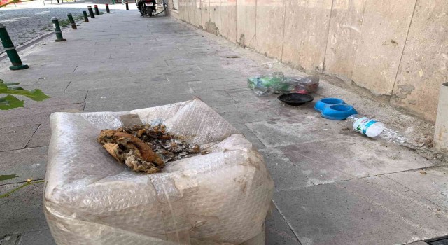 Sokak hayvanları için gelişigüzel bırakılan yiyecek artıkları ‘Pes dedirtti