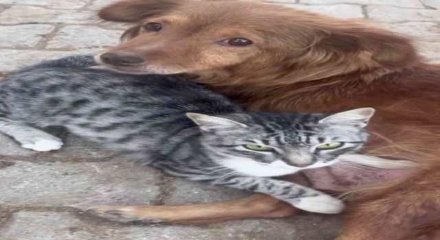 Su ile Ateşin dostluğu görenleri şaşkına çeviriyor