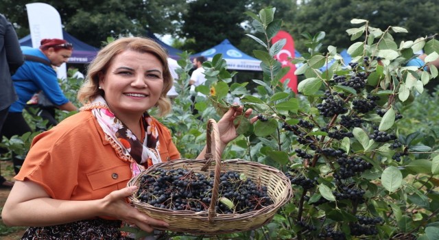 Süper meyve aronyada hasat mutluluğu