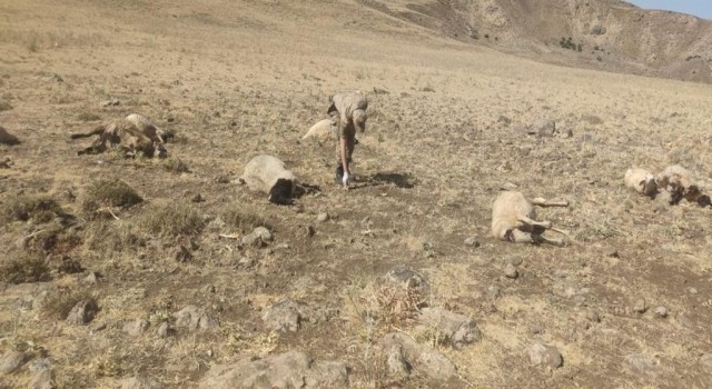 Şüpheli şahısların otomatik tüfeklerle etrafa rastgele ateş açmaları sonu 20 koyun telef olurken, 20 koyun da yaralandı