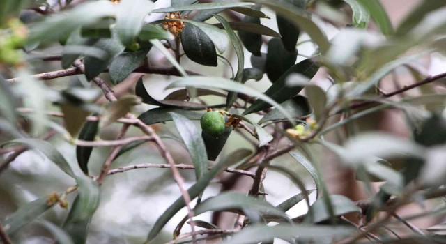Tarihi Trabzonda milattan önceye dayanıyor ama bugünlerde adı var kendisi yok
