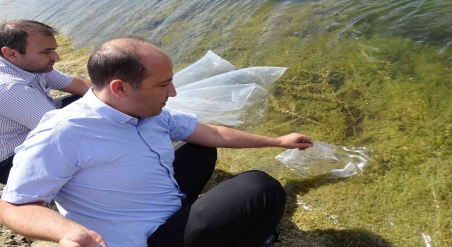 Tekirdağda yüz binlerce yavru sazan göletlere bırakıldı