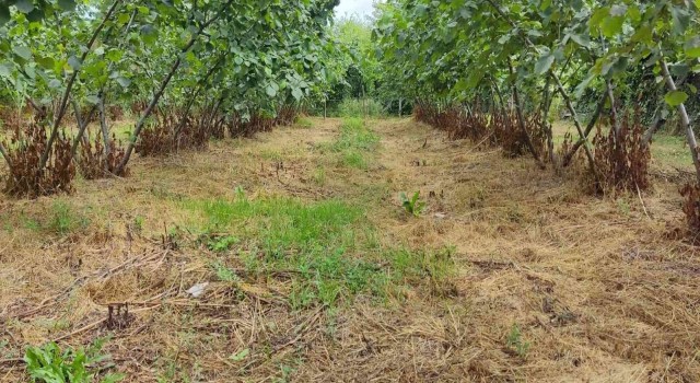 Termenin fındık bahçeleri Türkiye ve dünyaya örnek olacak