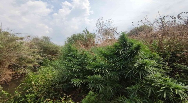 Tirede 67 kök kenevir ele geçirildi