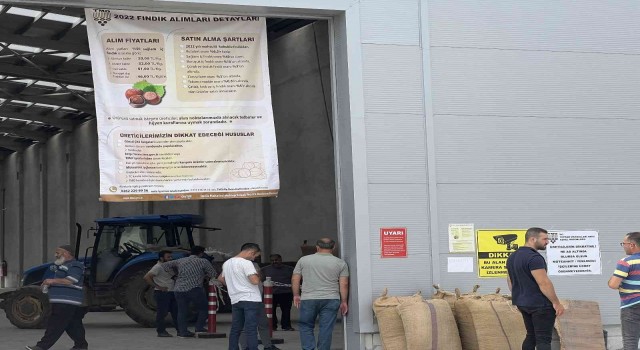 TMO Düzcede fındık alımına başladı