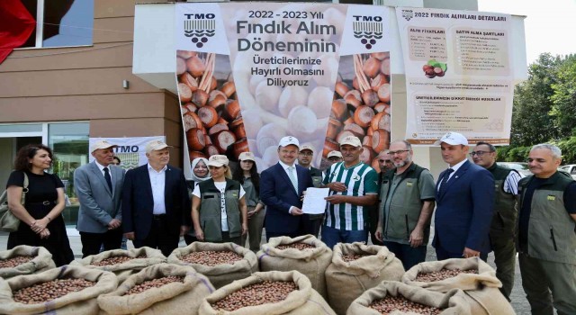 TMO Giresunda fındık alımına başladı