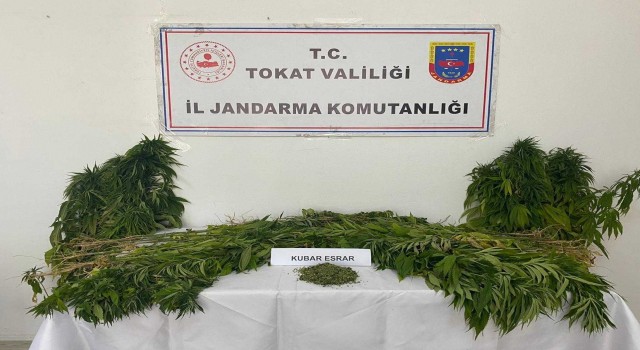 Tokatta uyuşturucu operasyonu, bir kişi tutuklandı