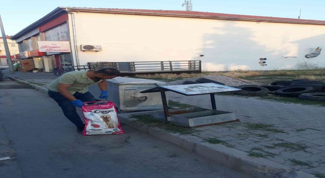 Tomarzada sokak hayvanlarına yem bırakıldı