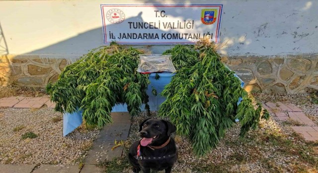 Tuncelide uyuşturucu operasyonu