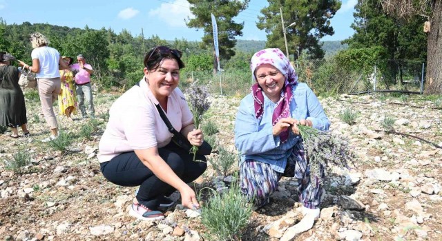 Turizm ilçesi Kemerde lavanta hasadı