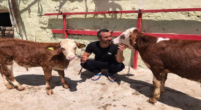 Türkiyenin gündemine oturmuştu, psikolojisi bozulan buzağı banyo yaptı