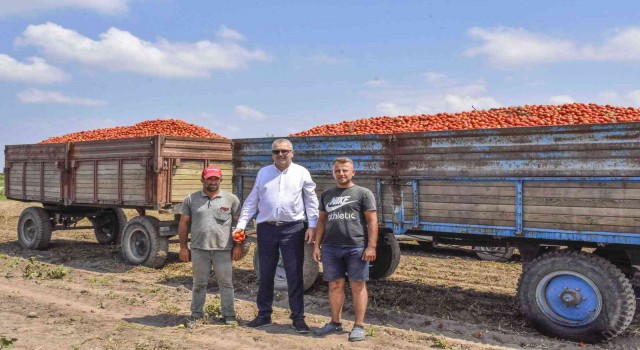 Türkiyenin salçalık domatesinin yüzde 40ını karşılayan Karacabeyde hasat başladı