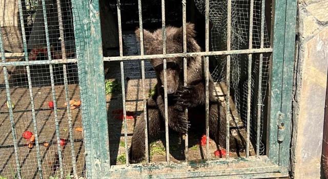 Türkiyenin tanıdığı Balkız kendine geldi