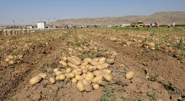 Vali Koç, çiftçilerle patates hasadı yaptı