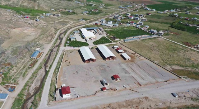 Vanda şap hastalığı: Canlı hayvan pazarı kapatıldı