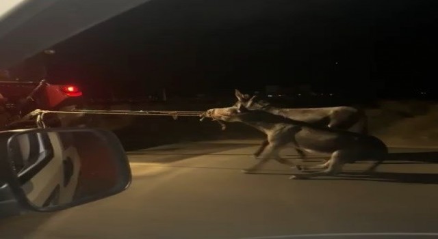 Vicdansız sürücü, traktörün arkasına bağladığı eşekleri sürükleyerek götürdü