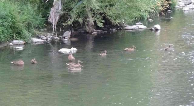 Yaban ördekleri yavrularını Karsta büyüttü