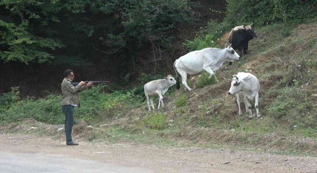 Yalovada şehre inen vahşi Yörük hayvanları film gibi operasyonlarla yakalanıyor