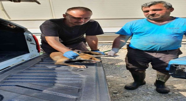Yaralı halde bulunan tilki tedavi altında
