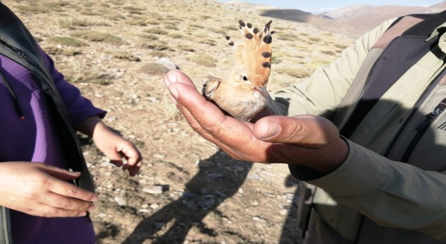 Yaralı ibibik kuşu tedavi altına alındı