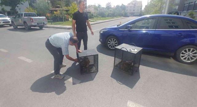 Yaralı kartallara yardım eli