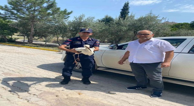 Yaralı leylek jandarma ekiplerince bulundu