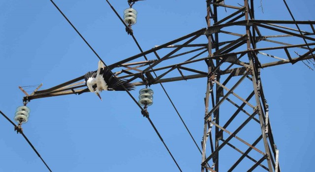 Yavru leylek, yuvasının bulunduğu elektrik direğinde telef oldu