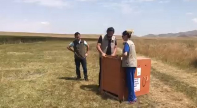 Yavru leylekler doğaya salındı