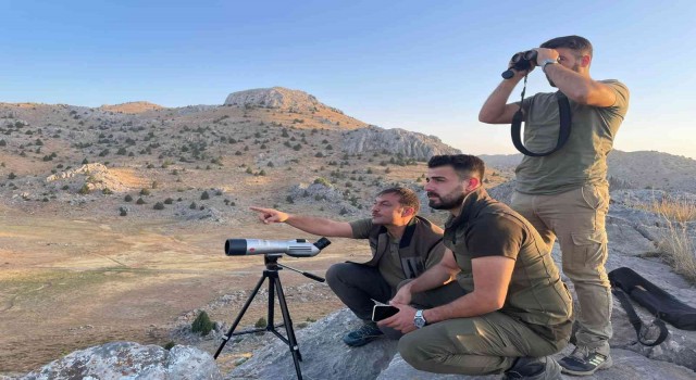 Yeni yaşamlarına başlayan ‘cerenler adım adım izleniyor