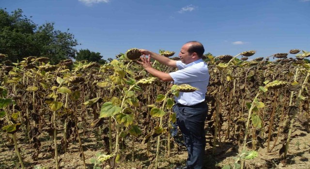 Yerli Hibrit Tohum Tekirdağda yeşeriyor