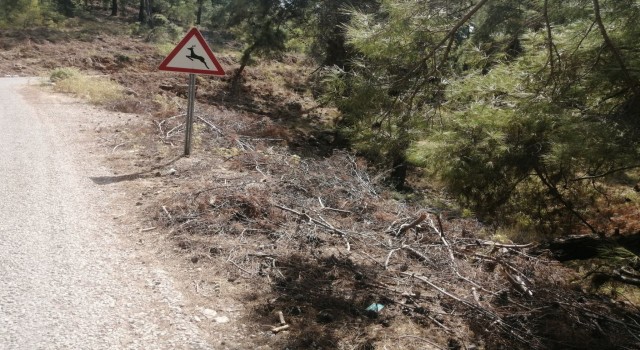 Yol kenarındaki kurumuş ağaç parçaları yangına davetiye çıkartıyor