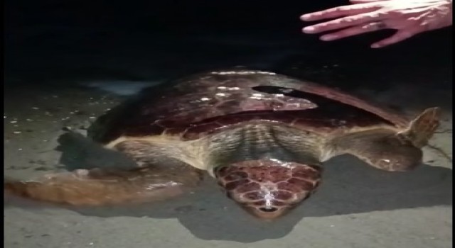 Yumurtlamaya gelen caretta carettayı böyle kaçırdılar