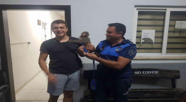 Zabıtanın dikkati Roccoyu kurtardı