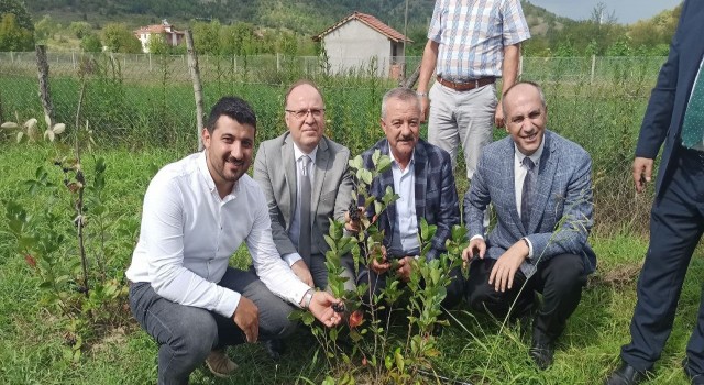 Zonguldakta aronya meyvesinin hasadı gerçekleştirildi