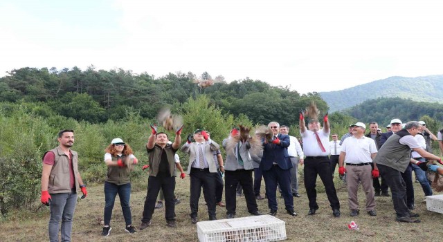 Zonguldakta bin sülün doğaya salındı