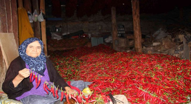 153 yıldır aynı tohumdan acı kırmızıbiber üretiyorlar