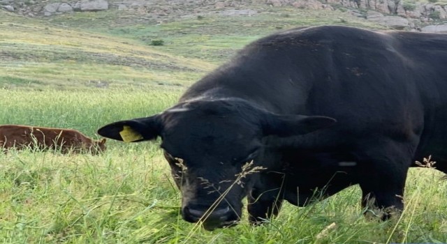 45 bin TLlik angus cinsi danası çalınan besici yardım bekliyor