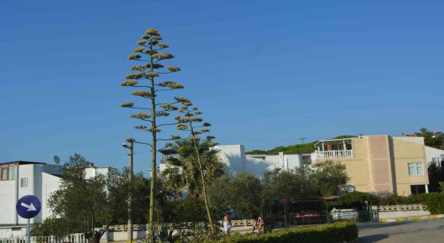 60 yıl sonra çiçek açtı
