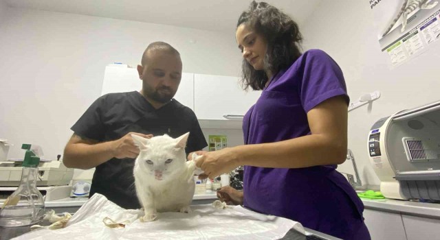 7. kattan düşen kedi; damağı patlayarak ölümden döndü