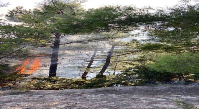 Adanada çifte orman yangını
