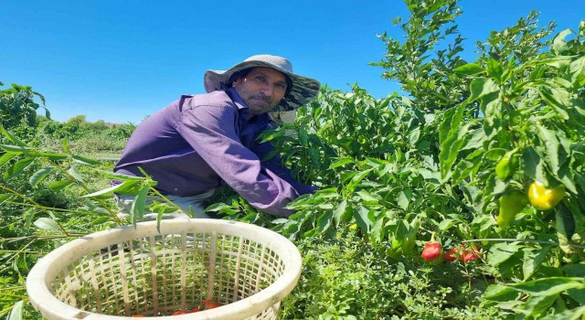Adanada kapya biber hasadı yapıldı