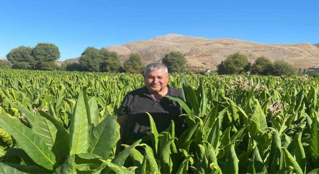 Adıyamanda Ege menşeli tütün alımı sancılı başladı
