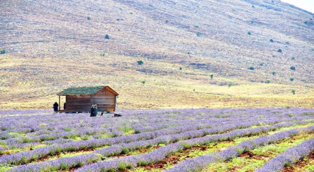 Afşinin aromatik yağları ve kozmetik ürünleri İngiltere yolcusu