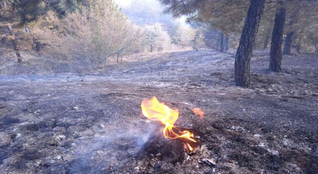 Afyonkarahisarda orman yangını çıktı