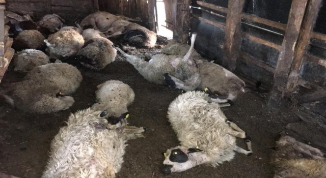 Ağıla giren kurt 24 koyunu telef etti, 15 koyunu da yaraladı