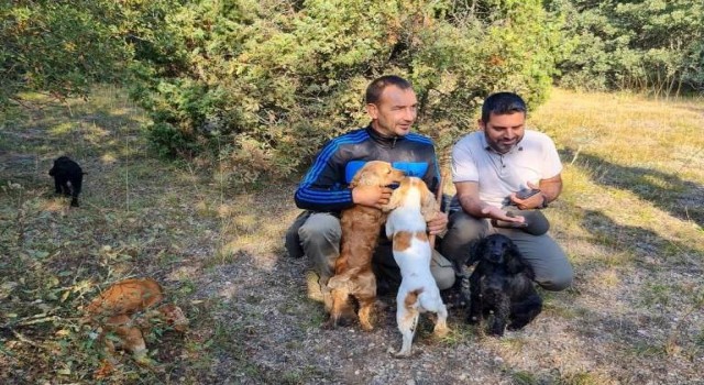 Altıntaşta eğitimli köpeklerle Trüf Mantarı arama çalışmaları