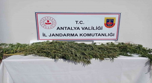 Antalyada 17 kök kenevir ele geçirildi