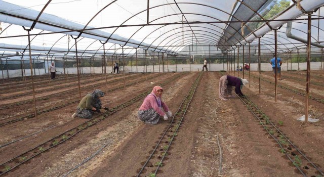 Antalyada 62 milyon 500 bin domates fidesi toprakla buluşuyor