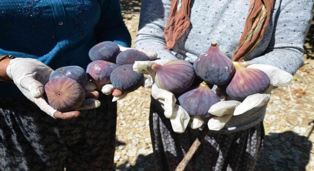 Antalyada 800 rakımlı köyde incir hasadı başladı
